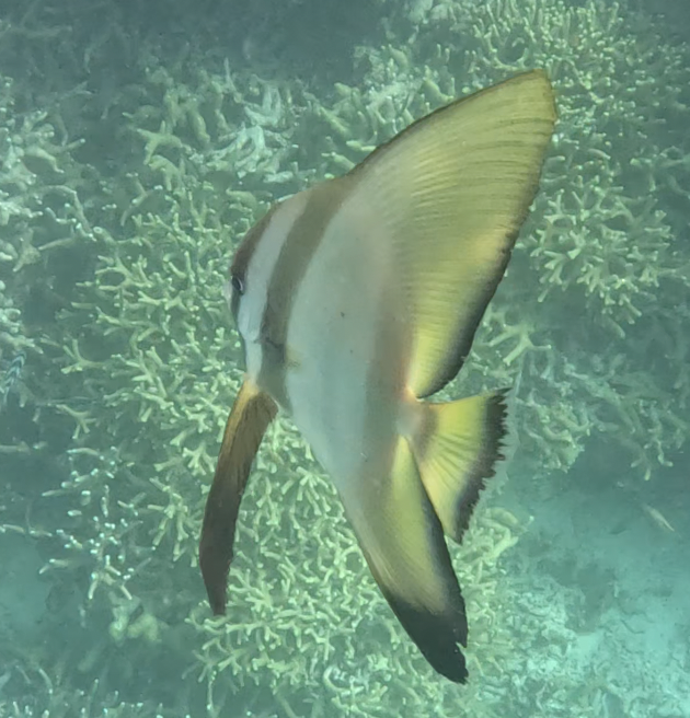 Golden Spadefish (Platax boersii) — recorded at Bat Cave