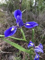 Iris hexagona