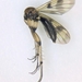 Zygomyia paula - Photo (c) Jefferson Ashby, osa oikeuksista pidätetään (CC BY-NC-ND), lähettänyt Jefferson Ashby