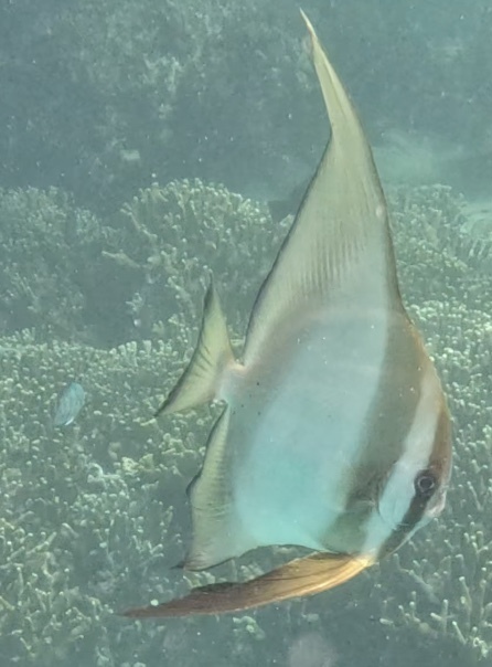 Longfin Batfish (Platax teira) — recorded at Gilimanuk
