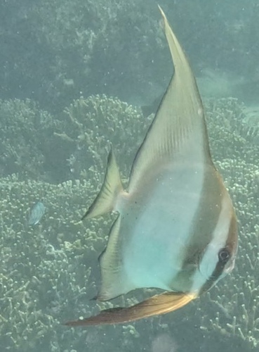 Longfin Batfish (Platax teira)