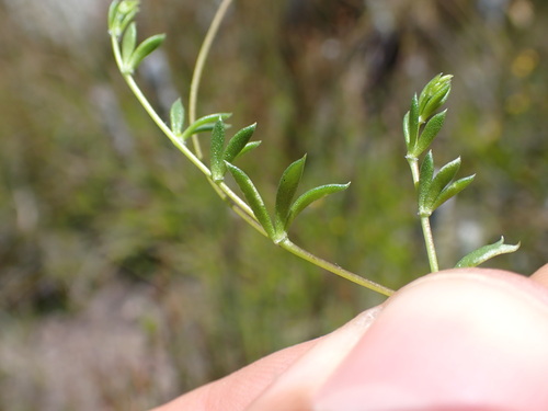 Image of Aspalathus patens by (c) Ren Hoekstra, some rights reserved (CC BY)