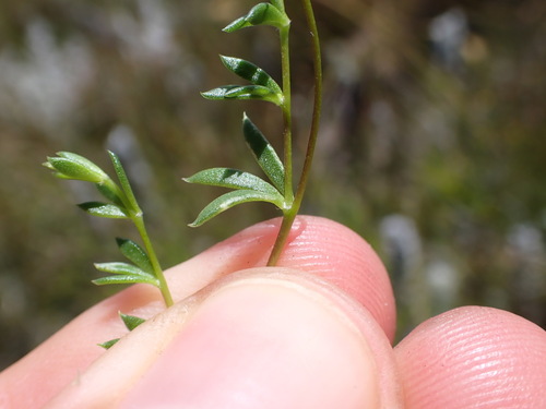 Image of Flatasapancake Capegorse (Aspalathus patens) by (c) Ren Hoekstra, some rights reserved (CC BY)