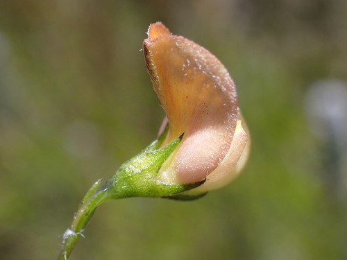 Flatasapancake Capegorse (Aspalathus patens)