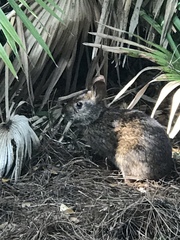 Sylvilagus palustris