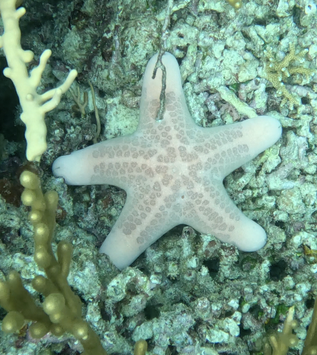 Grainy Cushion Star
