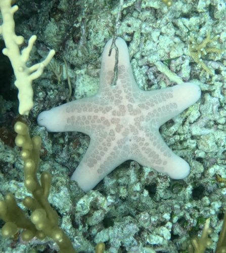 Granulated Sea Star (Choriaster granulatus)