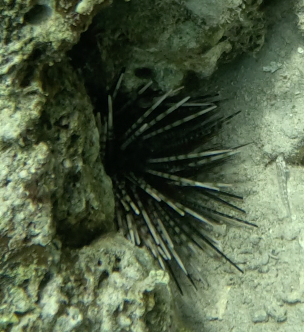 Banded sea urchin
