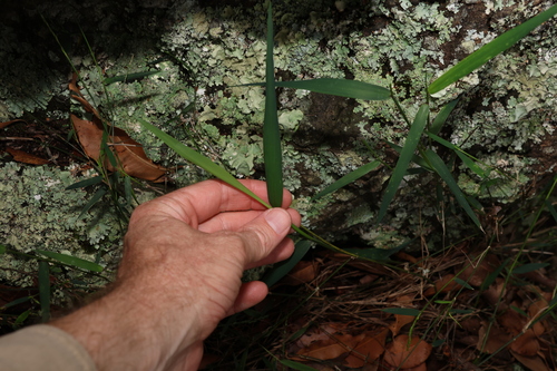 Image of Entolasia marginata by (c) Greg Tasney, some rights reserved (CC BY-SA)