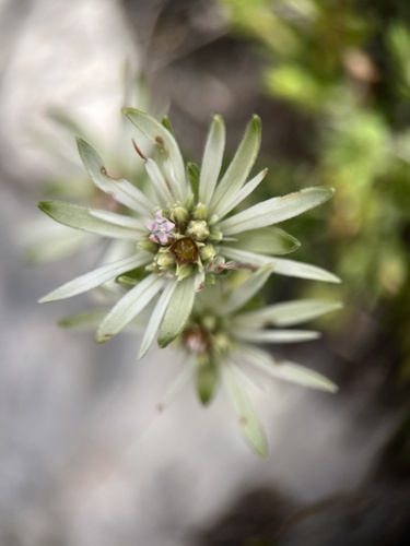 Image of Limestone Beardbuchu (Euchaetis longibracteata) by (c) Charleen Brunke, some rights reserved (CC BY)