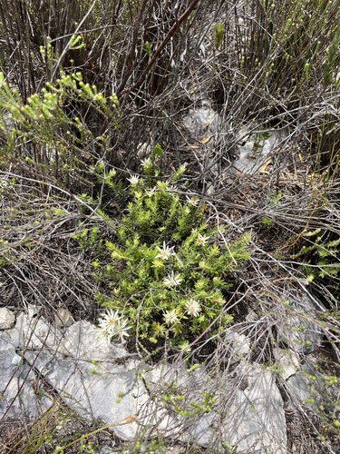 Image of Limestone Beardbuchu (Euchaetis longibracteata) by (c) Charleen Brunke, some rights reserved (CC BY)