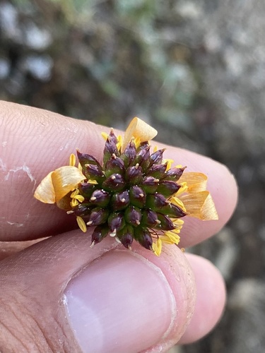 Trollius sibiricus, photograph 3