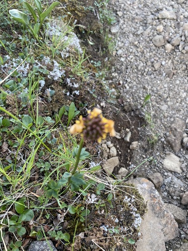 Trollius sibiricus, photograph 5