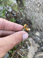 Trollius sibiricus, photograph Илья Руденко, CC BY, iNaturalist via GBIF