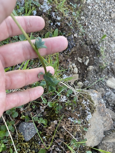 Trollius sibiricus, photograph 4