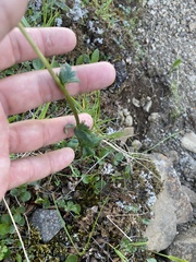 Trollius sibiricus, photograph Илья Руденко, CC BY, iNaturalist via GBIF
