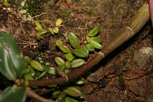 Image of Bulbophyllum shepherdii by (c) Greg Tasney, some rights reserved (CC BY-SA)