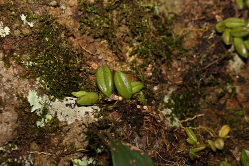 Image of Bulbophyllum shepherdii by (c) Greg Tasney, some rights reserved (CC BY-SA)