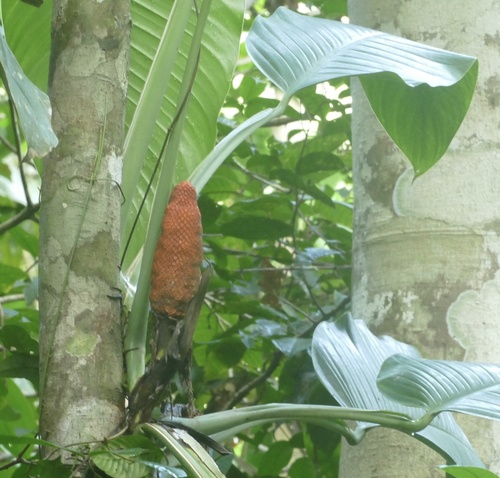 Epipremnum amplissimum (Epipremnum amplissimum)