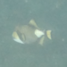 ゴマモンガラ