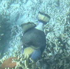 Titan triggerfish