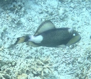 Titan Triggerfish (Balistoides viridescens) — recorded at Pety Box Reef
