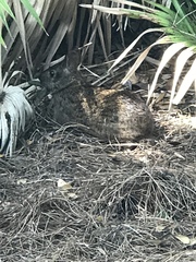 Sylvilagus palustris