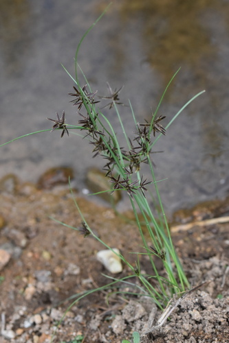 Cyperus flavidus iNat (2)