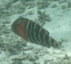 Redbreast Maori Wrasse (Concholabrus fasciatus)
