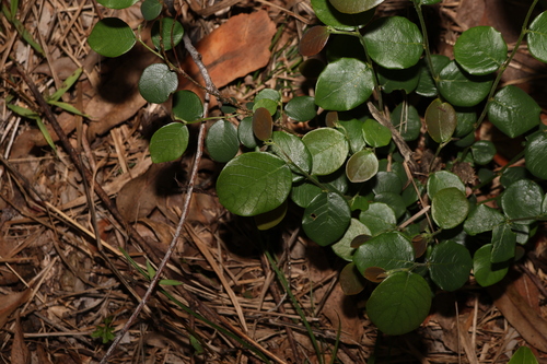 Image of Bridelia leichhardtii by (c) Greg Tasney, some rights reserved (CC BY-SA)