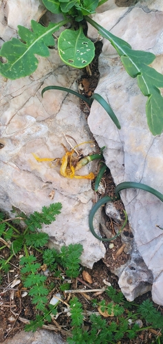 Sternbergia lutea