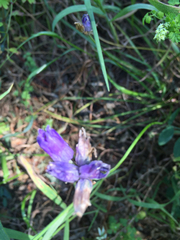 Dipterostemon capitatus