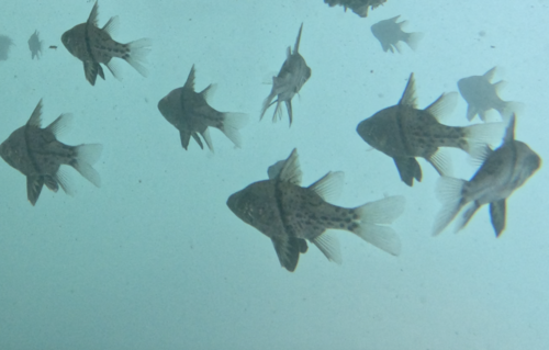 Orbicular Cardinalfish (Sphaeramia orbicularis)