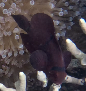 Maroon Clownfish