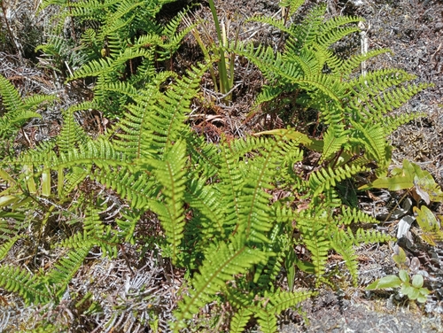 Gleichenia inclusisora (Gleichenia inclusisora)