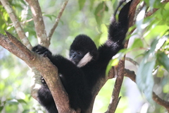 Northern White-Cheeked Gibbon photo 4