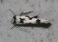 Lichenaula calligrapha