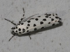 Ethmia clytodoxa