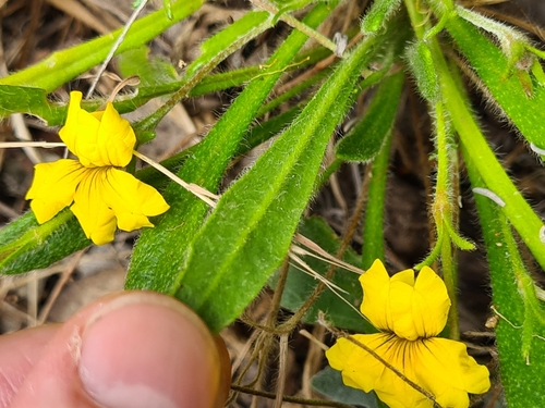 Image of Goodenia geniculata by (c) Heath Hunter, some rights reserved (CC BY)