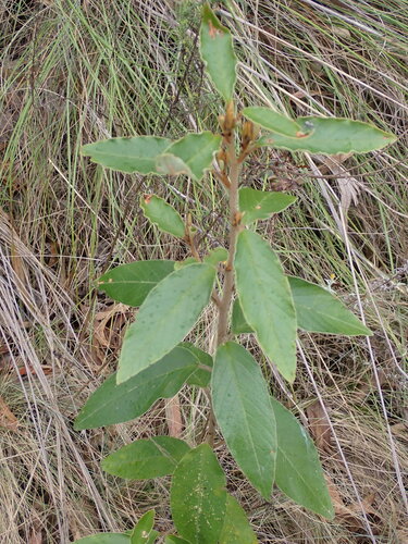 Image of Pomaderris intermedia by (c) naturewatchwidow, some rights reserved (CC BY)