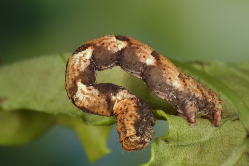 Cyclophora quercimontaria