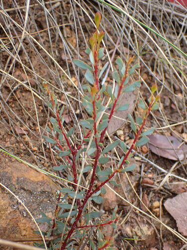 Image of Acacia buxifolia by (c) naturewatchwidow, some rights reserved (CC BY)