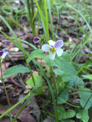 Viola ocellata