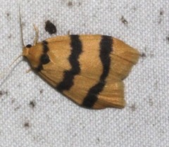 Heliosia jucunda
