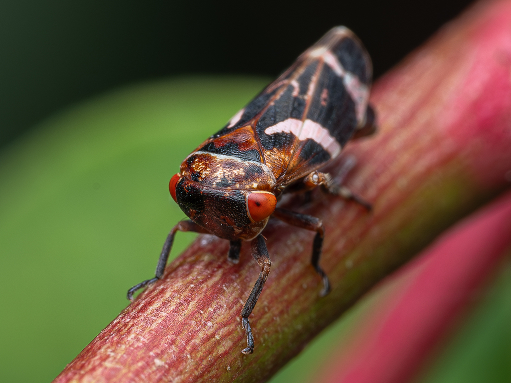 Eurymeloides