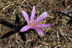 Colchicum bulbocodium