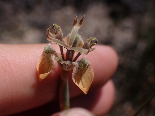 Image of White Uintjie (Moraea unguiculata) by (c) Ren Hoekstra, some rights reserved (CC BY)