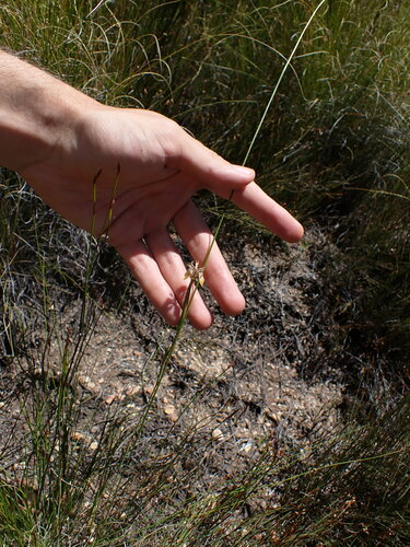 Image of Moraea unguiculata by (c) Ren Hoekstra, some rights reserved (CC BY)