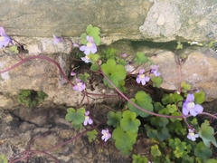 Cymbalaria muralis