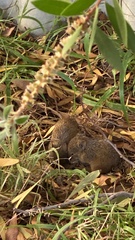 Western Brown Bandicoot photo 1